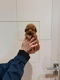 super cuccioli di barboncino toy red
