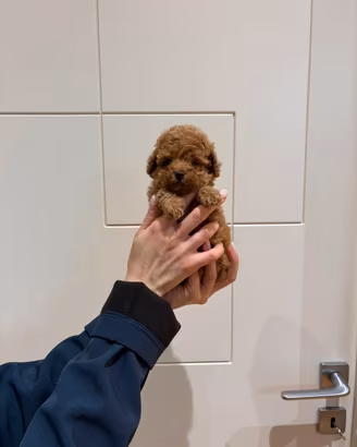 super cuccioli di barboncino toy red