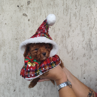 Barboni mini mini toy