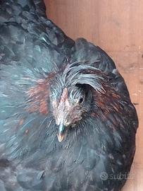 Galline