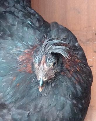 Galline
