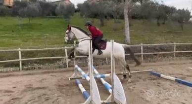 Fida o mezza fida cavallo irlandese