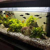 Acquario completo di pesci