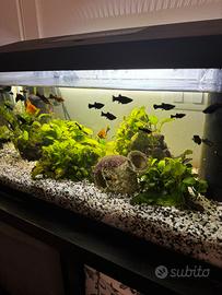 Acquario completo di pesci