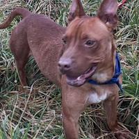 Devon soffre il box Richiesta di AIUTO