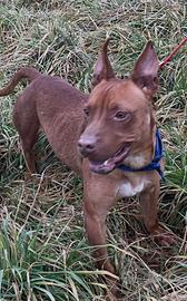 Devon soffre il box Richiesta di AIUTO