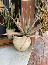 Aloe vera adulta coppia