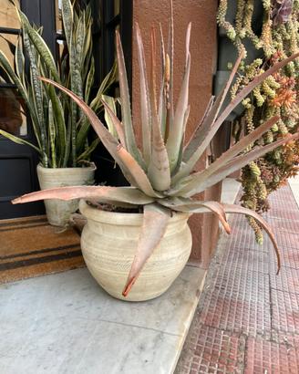 Aloe vera adulta coppia