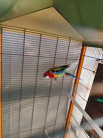 Rosella