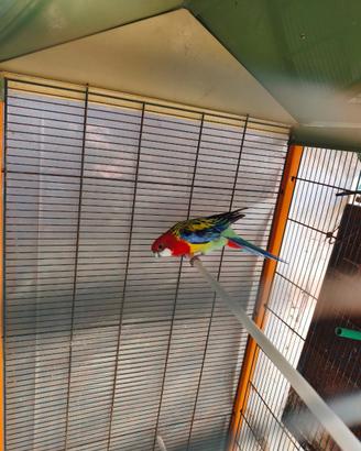Rosella