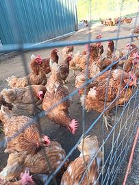 Galline ovaiole