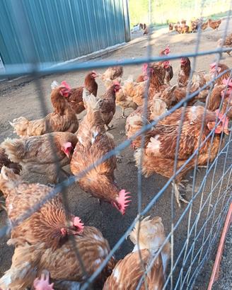 Galline ovaiole