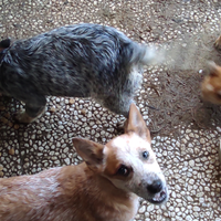 Cucciola Australian cattle dog