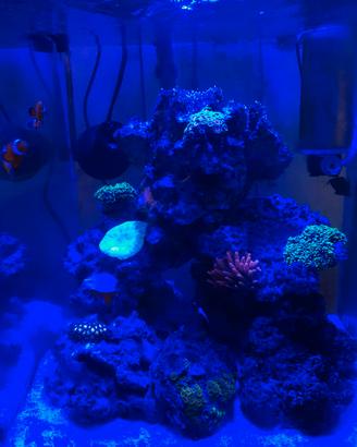 Acquario marino