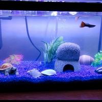 acquario completo di accessori 10L