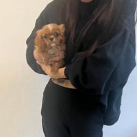 Cavalier King Charles Spaniel Ruby taglia piccola