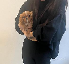 Cavalier King Charles Spaniel Ruby taglia piccola