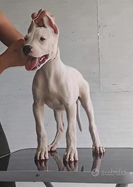 Dogo argentino