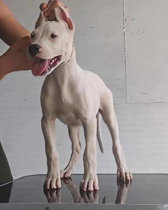 Dogo argentino