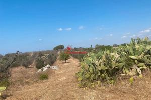 Terreno agricolo ad ugento con pajara