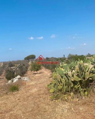 Terreno agricolo ad ugento con pajara