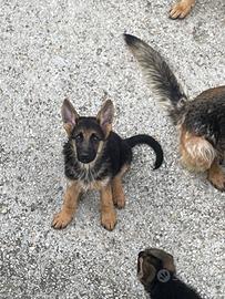 Cuccioli Pastore Tedesco Puri