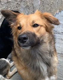 Cane. Solo a persone. Amanti animali