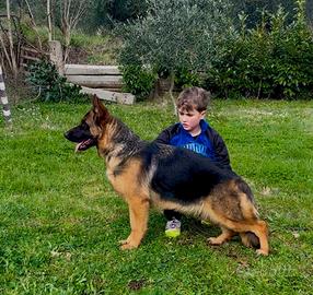 Cucciolona di 13 mesi