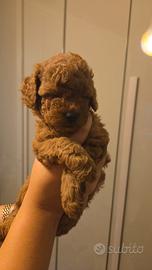 Cuccioli barboncino toy