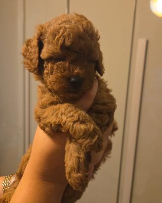 Cuccioli barboncino toy
