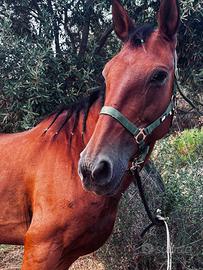 Cavallo