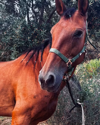 Cavallo