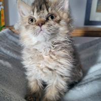 Cucciola Selkirk Rex