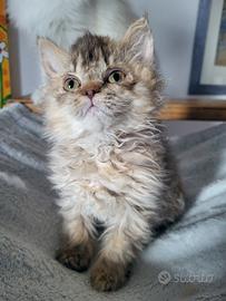 Cucciola Selkirk Rex