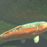 Carpa koi