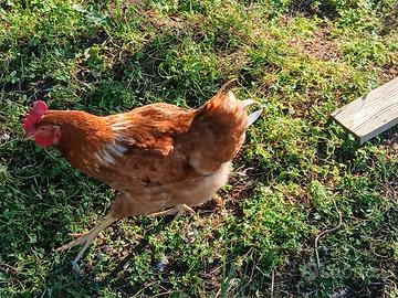 2 galletti giovani e sani gratis-subito disponibil