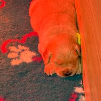 Golden Retriever Americani