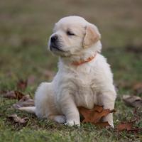 Golden retriever con pedigree
