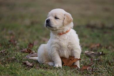 Golden retriever con pedigree