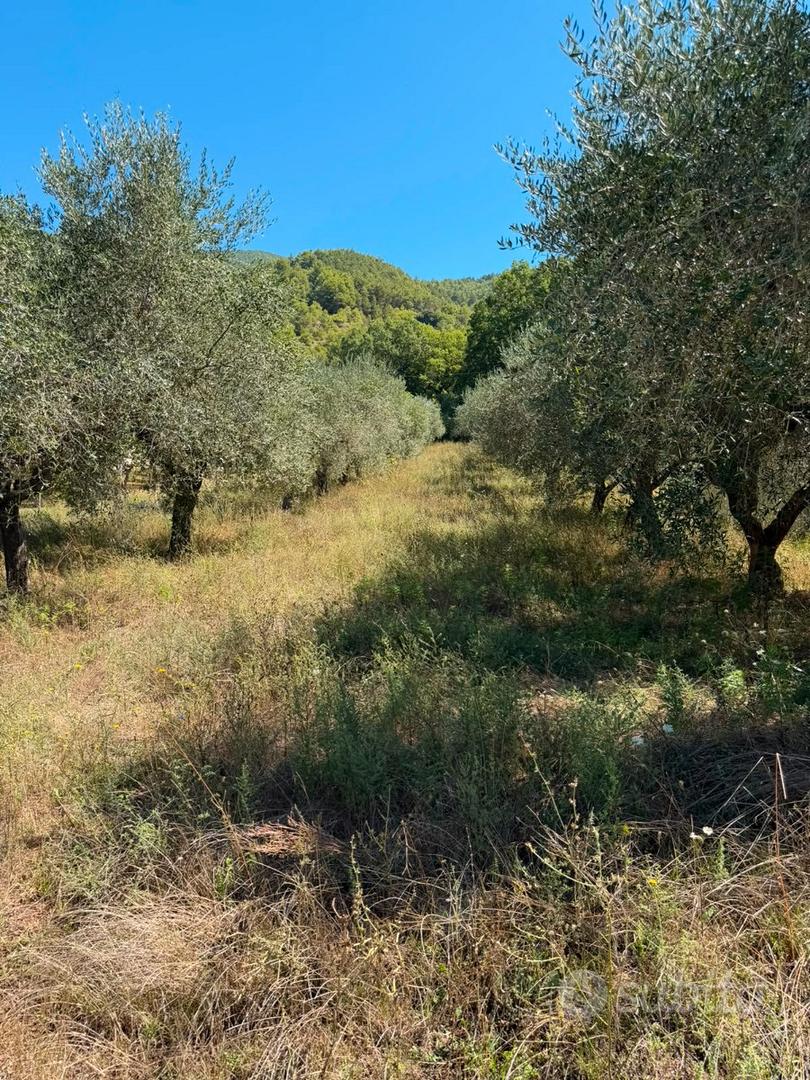 Terreno uliveto - Vista 3