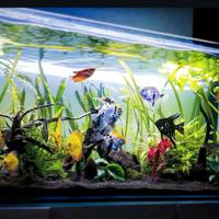 Acquario  300l