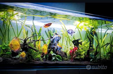 Acquario  300l