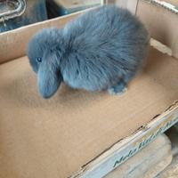 Cuccioli di ariete nano blu Vienna