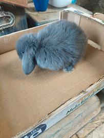 Cuccioli di ariete nano blu Vienna