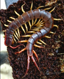 Scolopendra subspinipes
