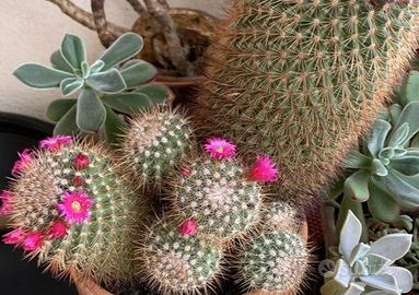 Piantine cactus