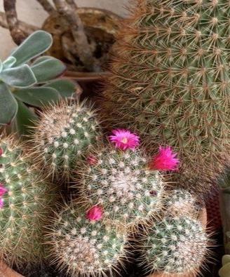 Piantine cactus