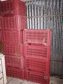 cassette in plastica per uva/frutta