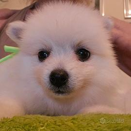 Cuccioli di volpino italiano