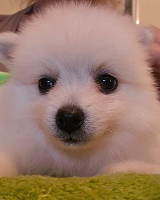 Cuccioli di volpino italiano